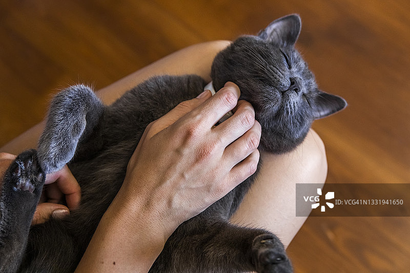 猫躺在女人的臂弯里，乐在其中图片素材