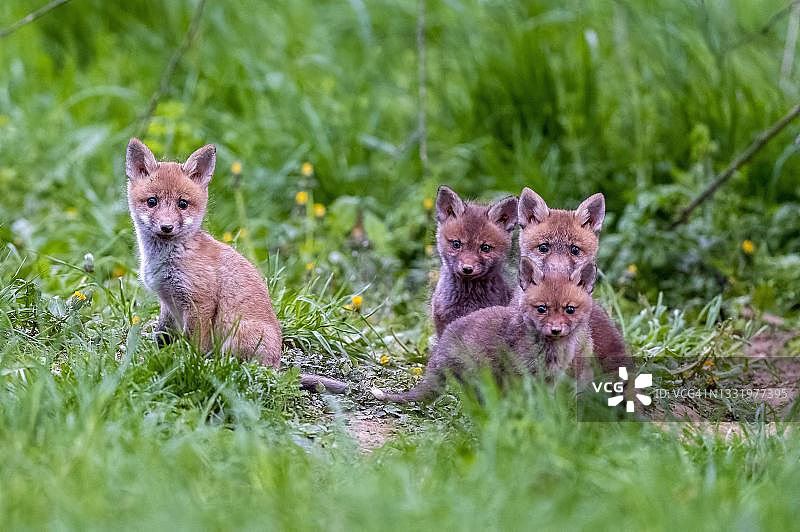 红狐(Vulpes Vulpes)，在洞穴里的幼小的狐狸，古克斯哈根，黑森州，德国图片素材