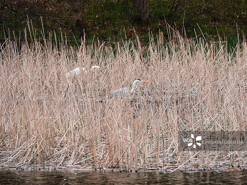 苍鹭躲在池塘边的芦苇中图片素材