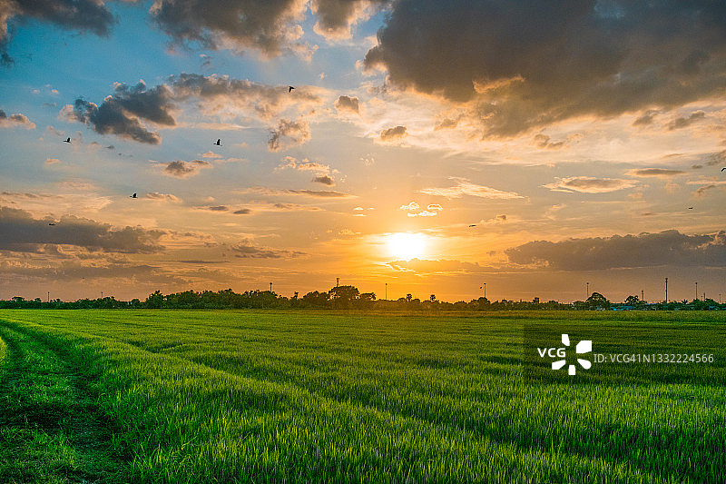 日落时天空下的稻田风景图片素材