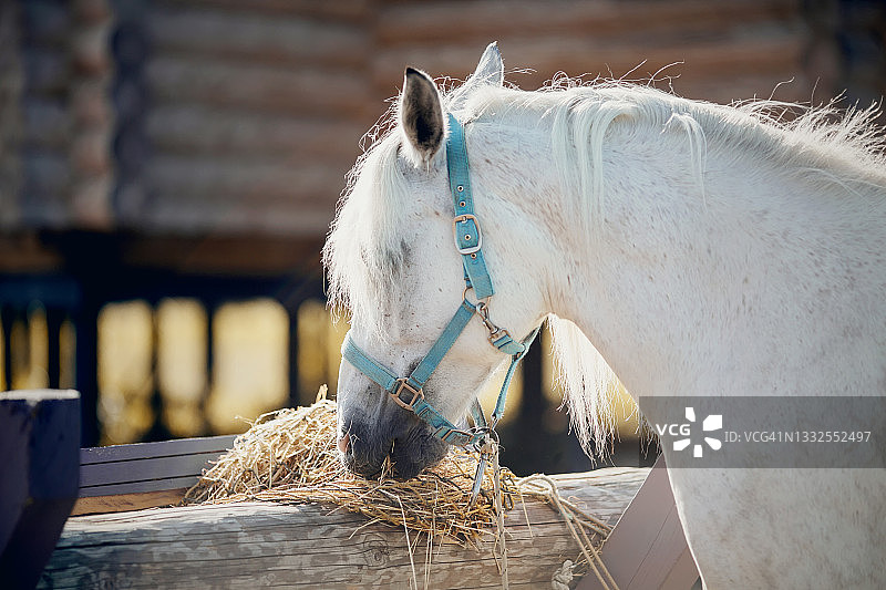 一匹灰马的肖像，戴着蓝色的笼头，吃干草。一匹灰色的运动种马正在休息。图片素材