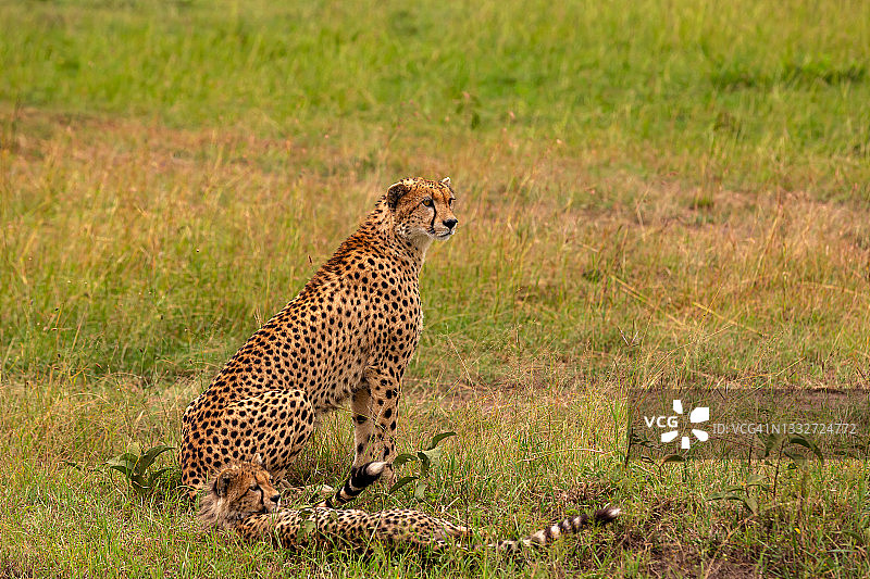 野生非洲猎豹和猎豹幼崽图片素材