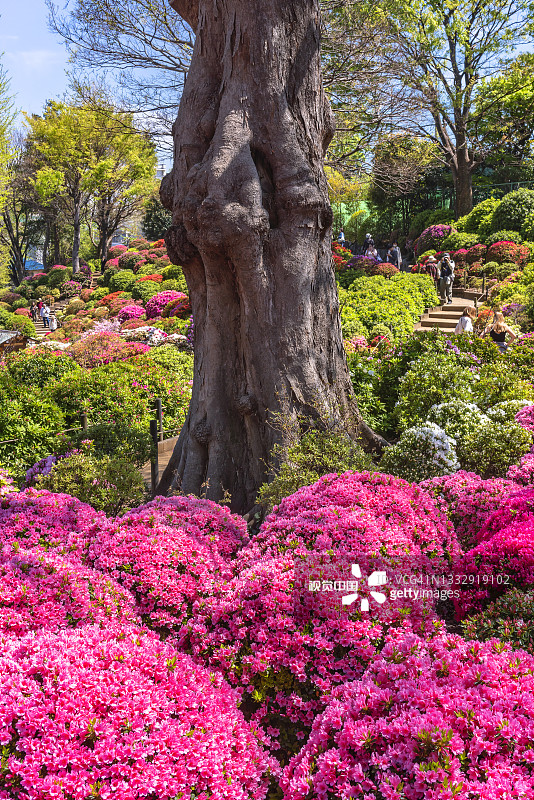 在日本神道教的根津神社，树干被粉红色的杜鹃花灌木包围。图片素材