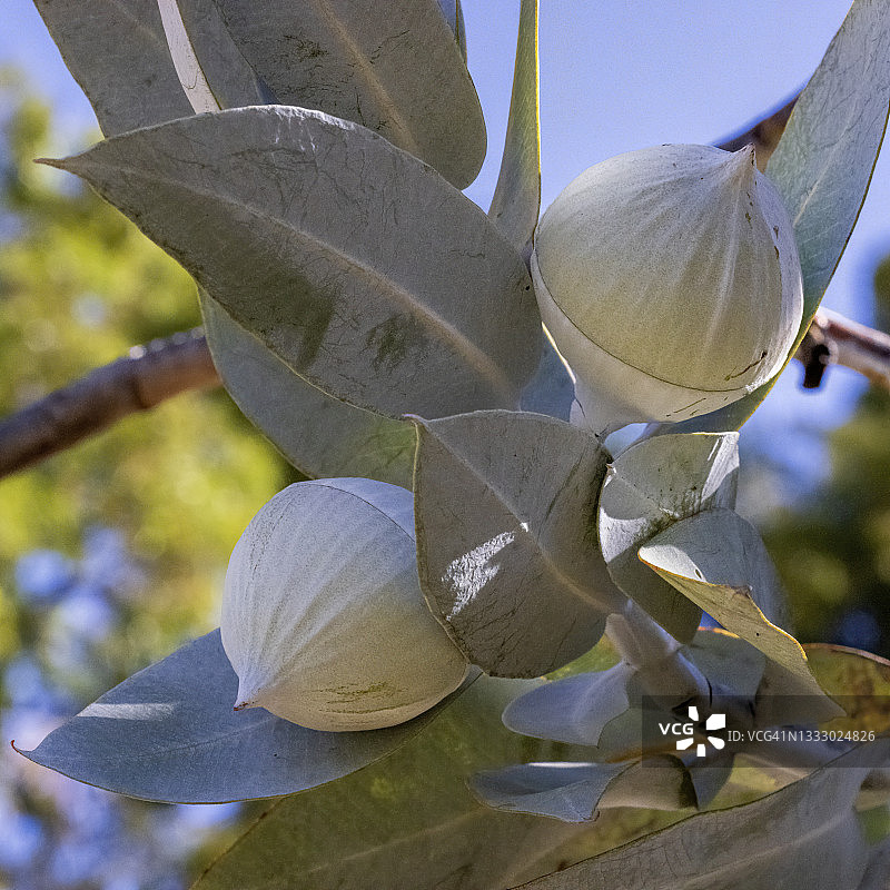 一棵即将开花的桉树-澳大利亚西部的珀斯图片素材