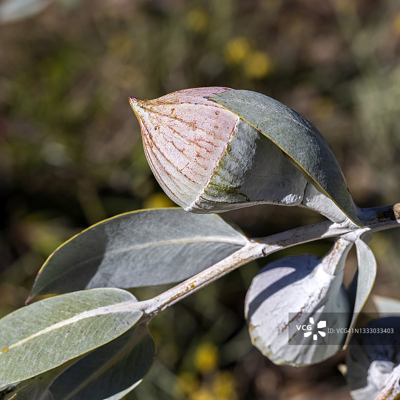 粉红色开花的桉树花-珀斯，西澳大利亚图片素材