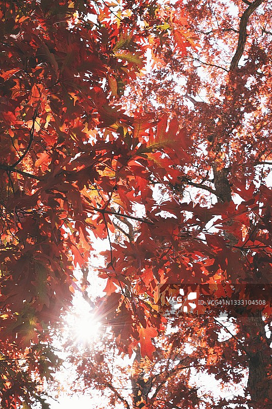 阳光透过秋天的红叶图片素材