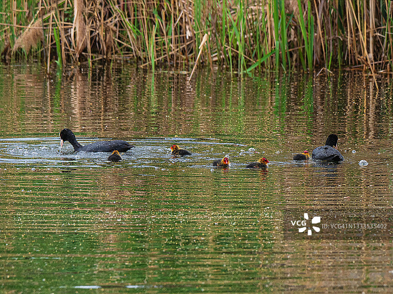 黑色水鸟在水里喂它们的雏鸟图片素材