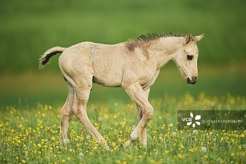 德国巴伐利亚州草地上的美国夸特马小马驹图片素材