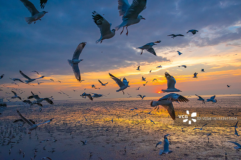 日落时海鸥在天空中飞翔的风景图片素材