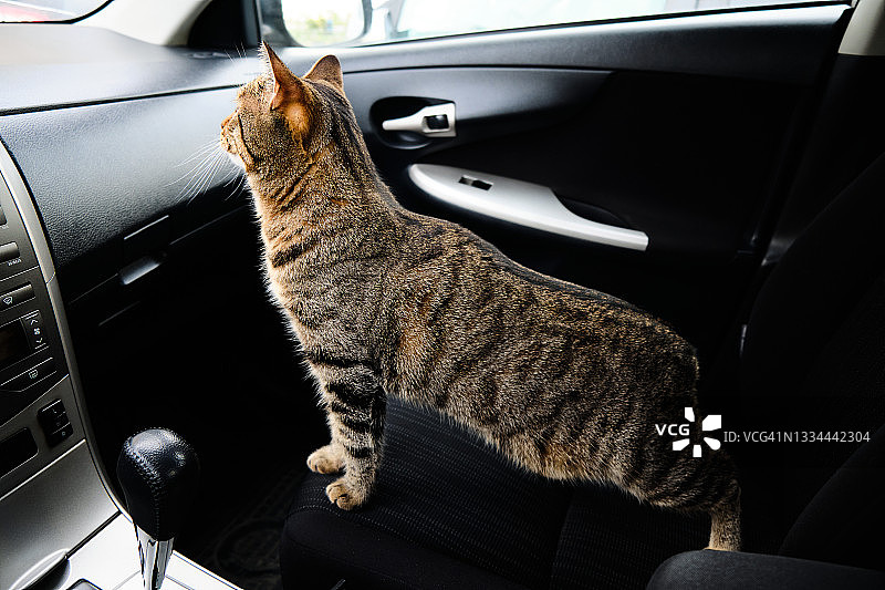 灰条纹吓坏了好奇的猫坐在车的副驾驶座位上，看着路。和宠物一起出行。图片素材
