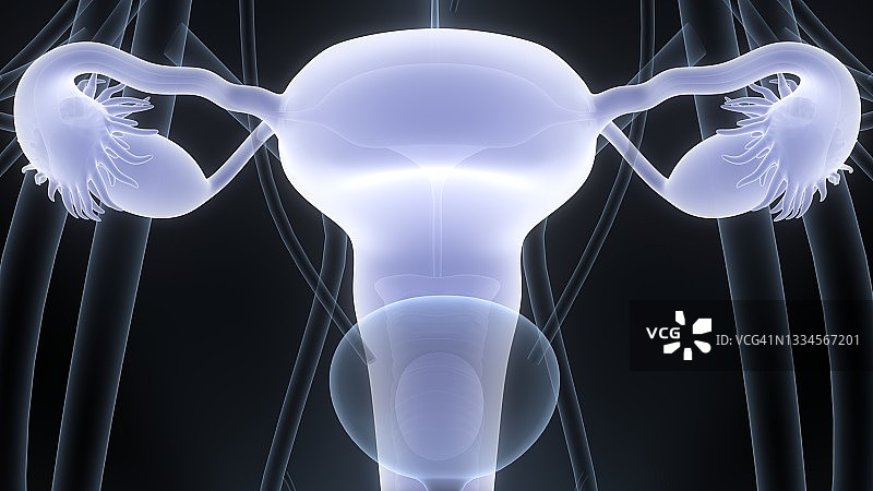 女性生殖系统解剖学图片素材
