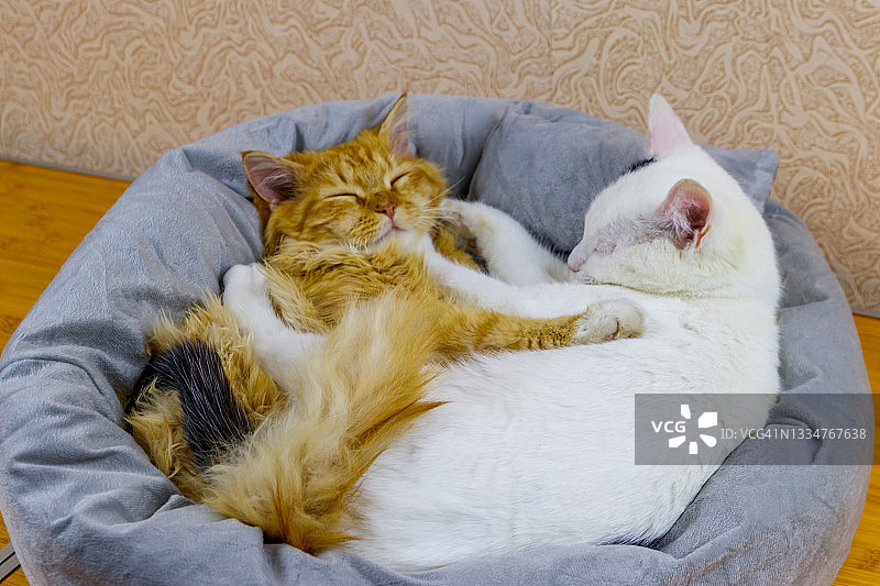 两只猫躺在柔软舒适的猫床上图片素材