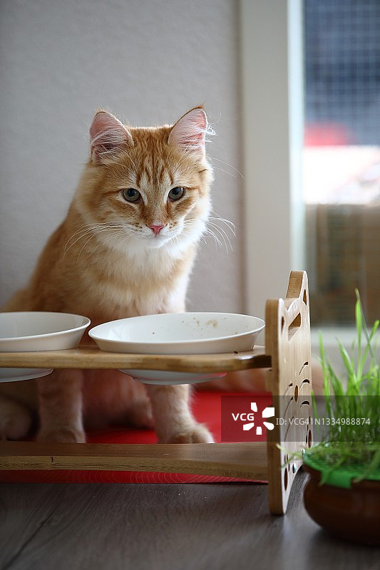 西伯利亚小猫在两个食碗后面吃东西图片素材