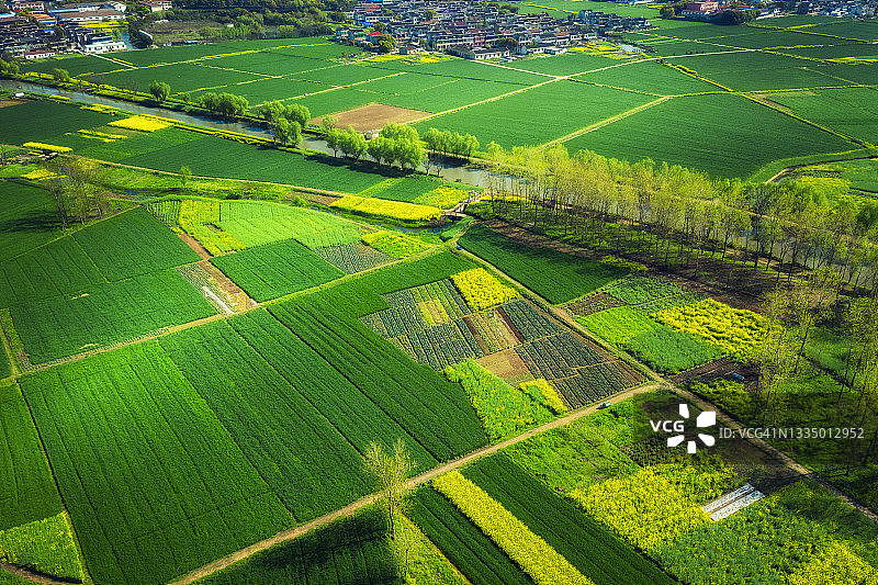 初夏的稻田里，大片大片绿油油的秧苗。一个遥远的村庄。中国江苏省江阴市图片素材