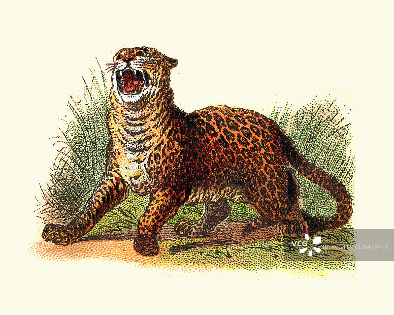 咆哮的美洲虎，大型猫科动物，食肉动物，野生动物，古董插图图片素材