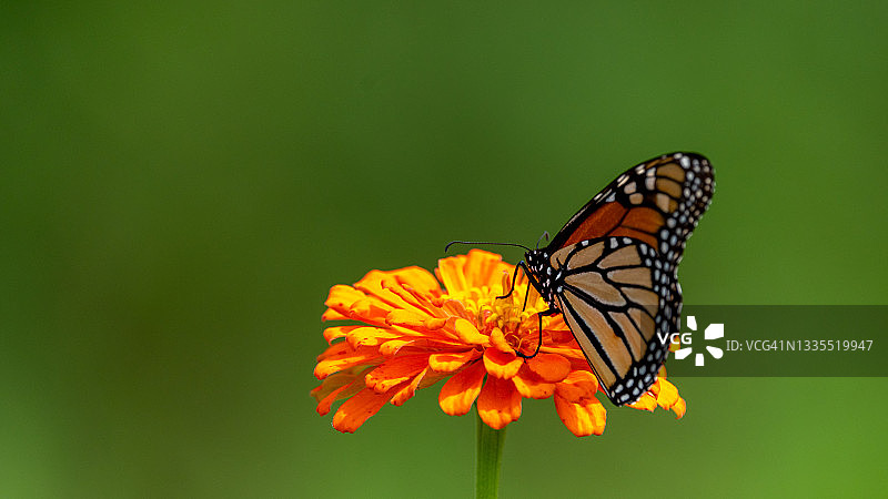 黑脉金斑蝶在橙色百日草上图片素材