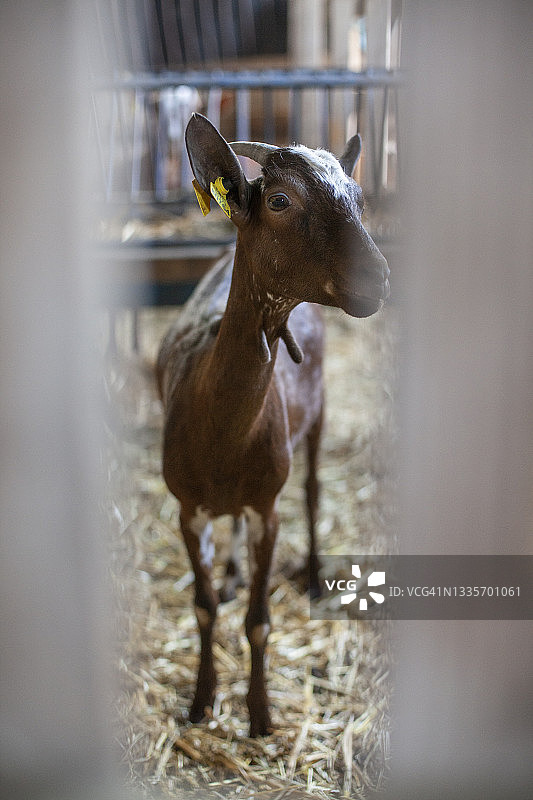 透过栅栏看到的深色山羊，在一个农场里。Jaen,安达卢西亚,西班牙图片素材