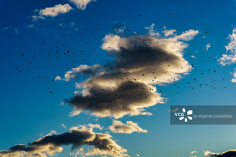 黑色的鸟带着云彩在天空上图片素材