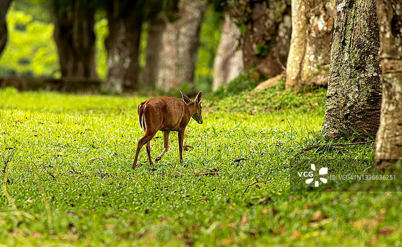吠鹿，草地上的麂鹿图片素材