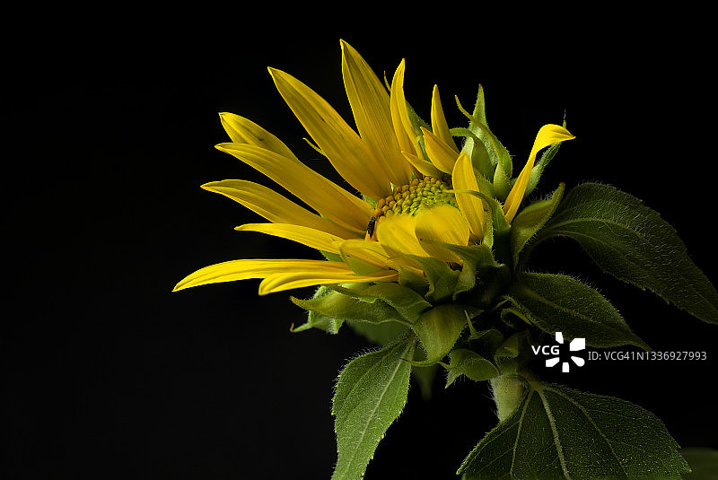 向日葵花蕾在黑色背景。图片素材