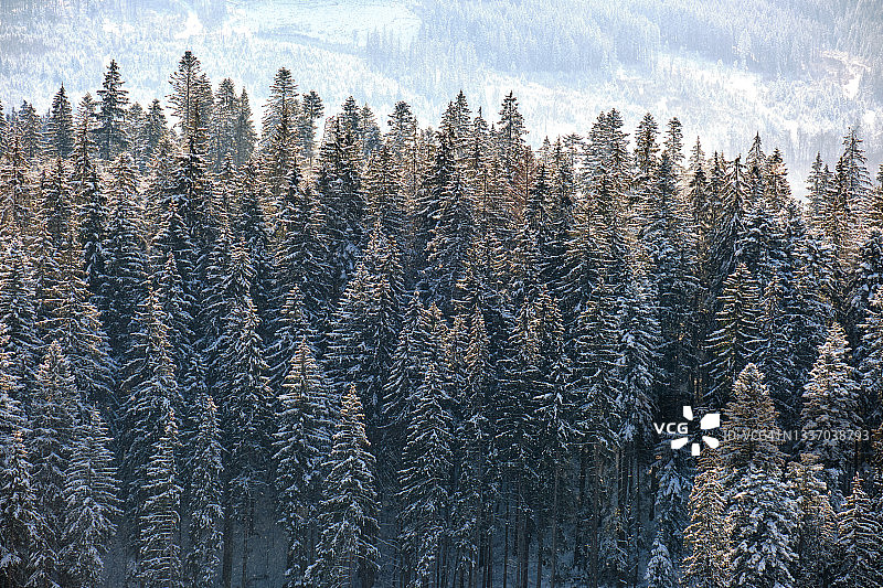 在寒冷明亮的日子里，冬日的山林里，松树上覆盖着刚落下的雪。图片素材