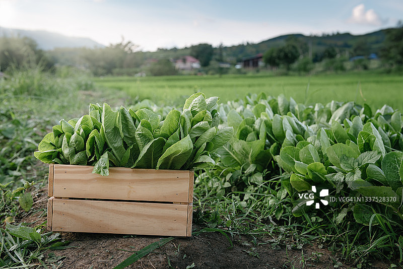 新鲜蔬菜绿色因为生菜在木制板条箱容器在有机农场。图片素材