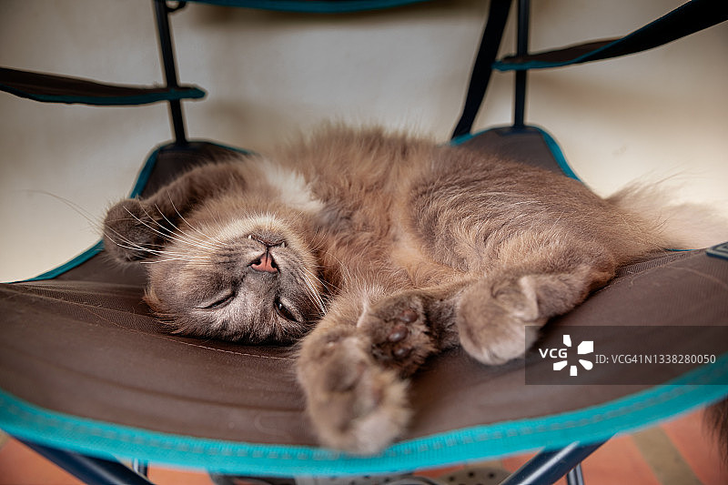 帆布椅上熟睡的猫图片素材