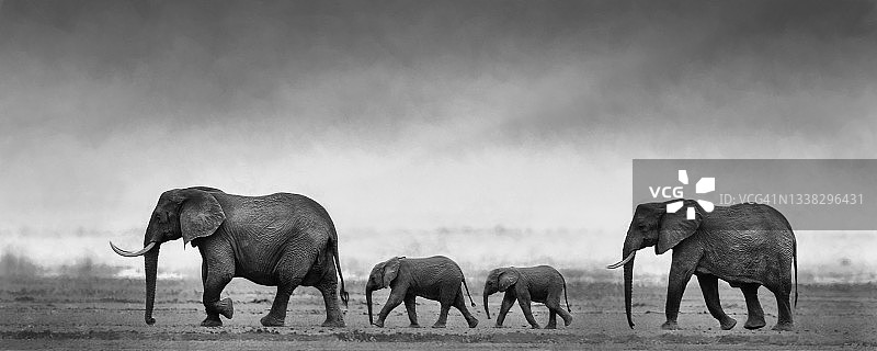 肯尼亚安博塞利的大象家族一起游行的黑白艺术图片素材