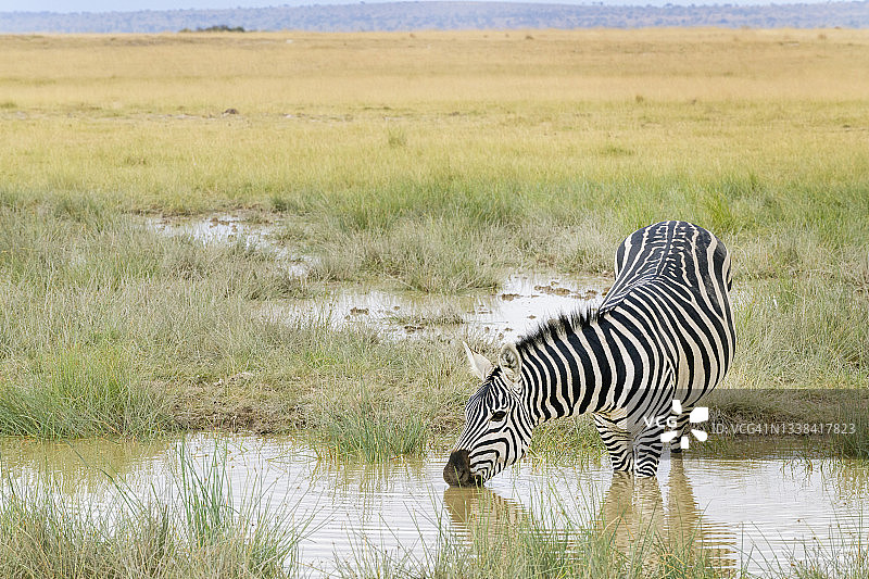 肯尼亚安博塞利，美丽的斑马在柔和的灯光下饮水图片素材