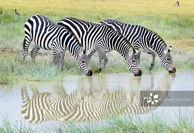肯尼亚安博塞利，三只斑马在柔和光线下的倒影图片素材