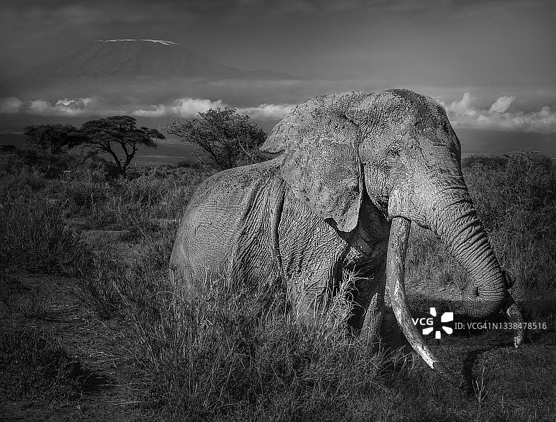 肯尼亚乞力马扎罗山前，一只名叫克雷格的象牙象一边享受泥浴一边看着镜头图片素材