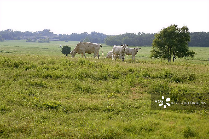 美国草地上的牛群图片素材