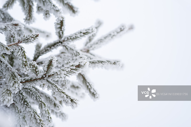 冬天，雪花躺在公园的圣诞树上图片素材