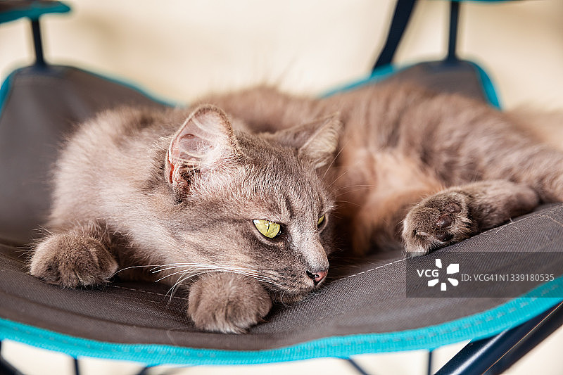 睡猫在帆布椅上图片素材