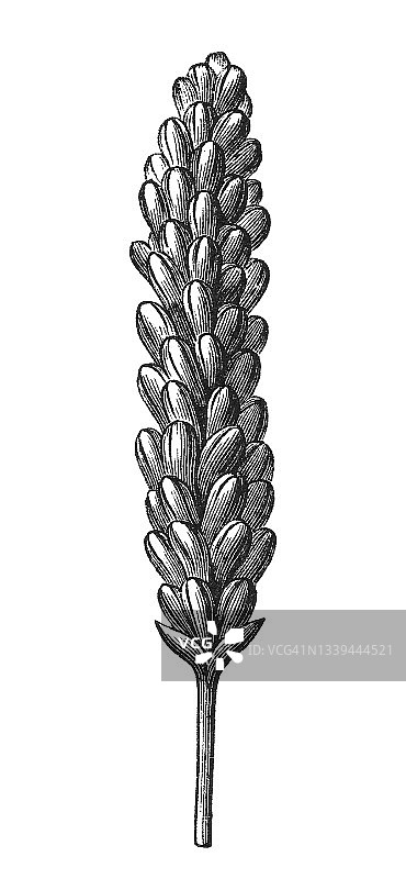 古老的刻有穗的插图——谷类植物的茎上带有谷粒的顶端部分图片素材