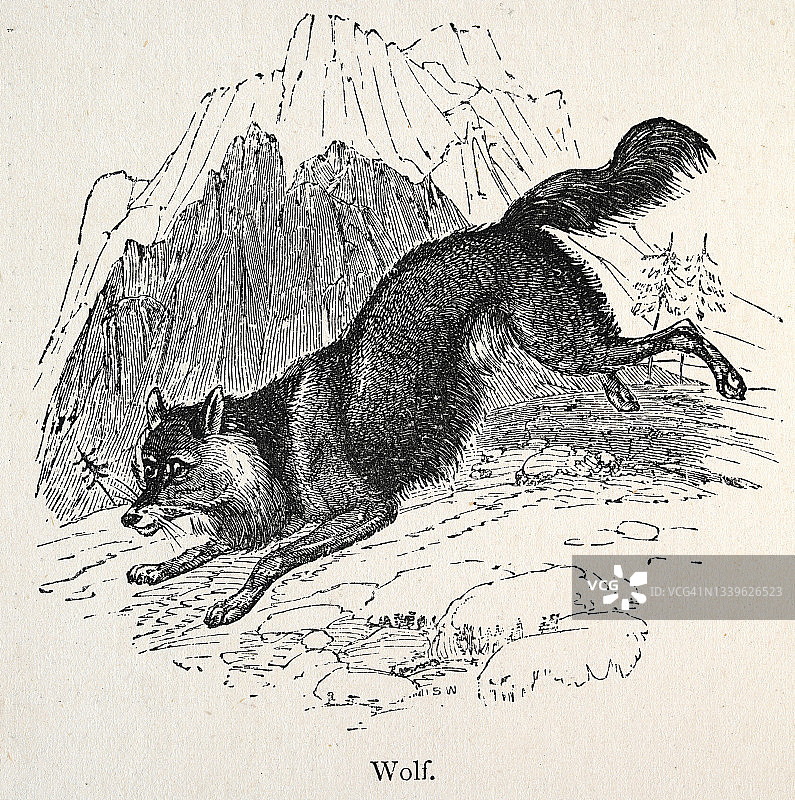 狼的经典插图，19世纪图片素材