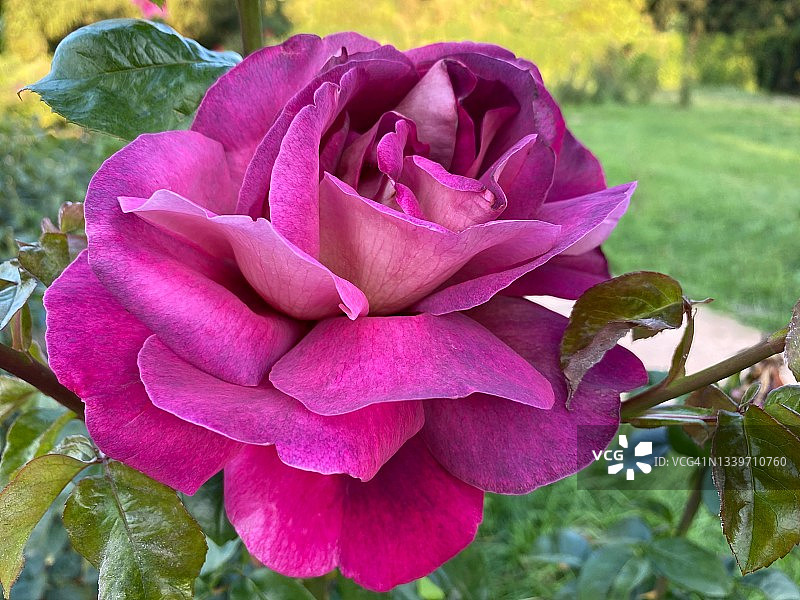 美丽的玫瑰花与紫色粉红色的花瓣在花园里。美丽的茶玫瑰在夏季花坛上盛开。图片素材