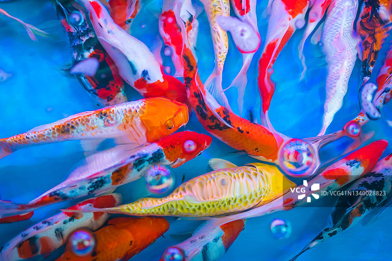 热带鱼在鱼缸里的特写镜头图片素材