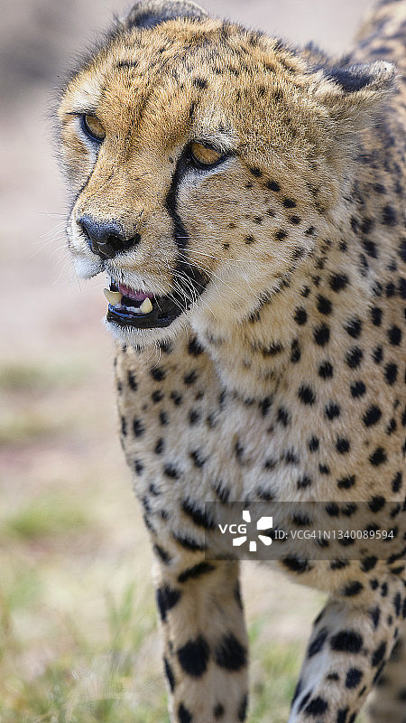 肯尼亚马赛马拉，移动中的猎豹的美丽垂直特写图片素材