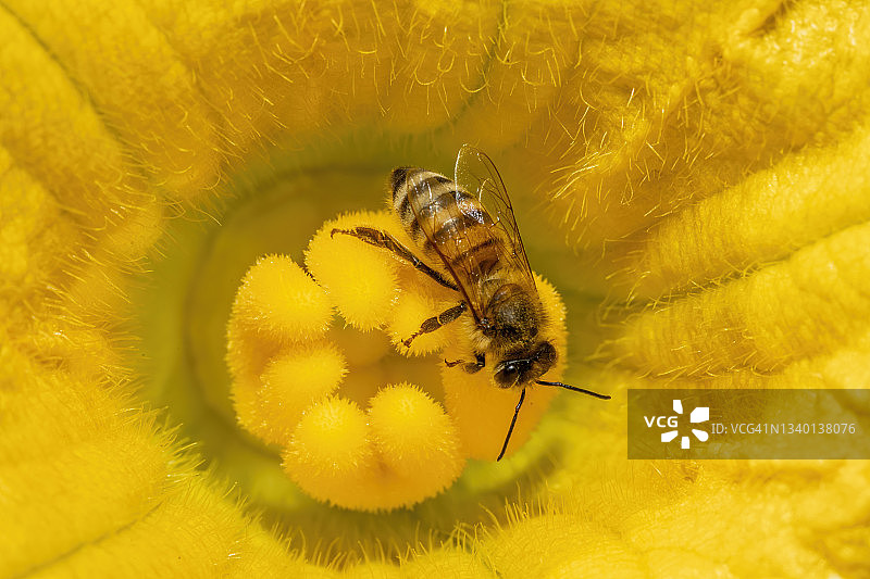 在乔治亚州巴威克，蜜蜂正在给南瓜花授粉。图片素材