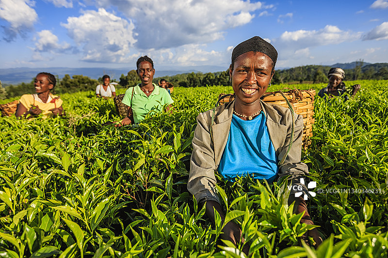东非种植园里采摘茶叶的非洲妇女图片素材