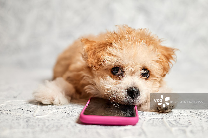 灰色背景下的狗狗睡在智能手机上。特写,有选择性的重点图片素材