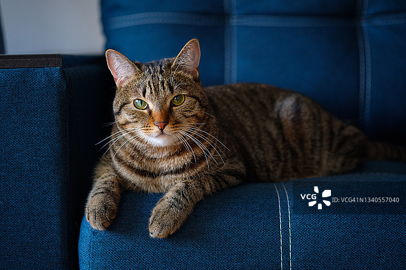 一只长着橙色鼻子的家猫躺在沙发上看着摄像机。图片素材