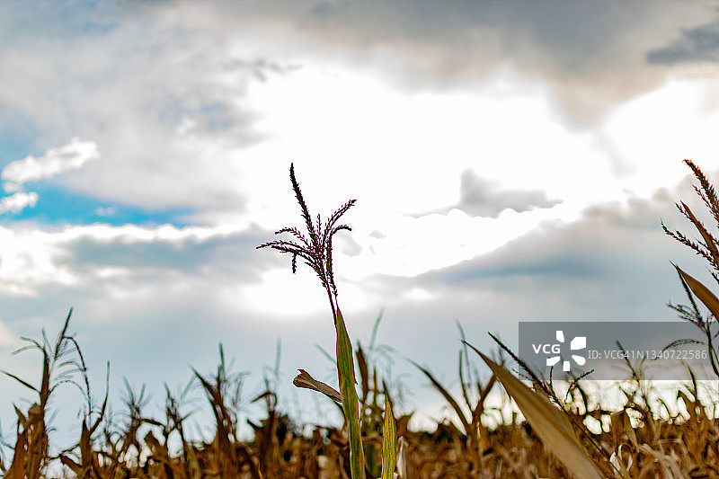 玉米田、天空、云朵，美丽的风景看在一个阴天的风景，农田里阳光和阳光破云而出。图片素材