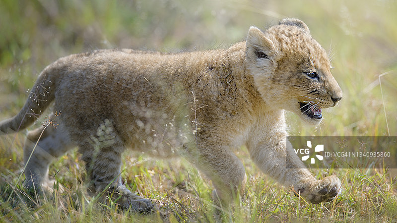 可爱的小狮子在肯尼亚马赛马拉奔跑图片素材