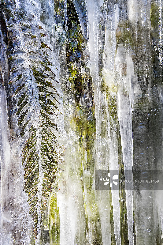 蕨类植物被大冰柱覆盖的特写镜头图片素材