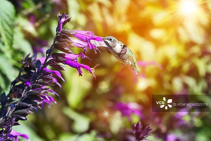 红宝石喉蜂鸟在阳光下的花园图片素材