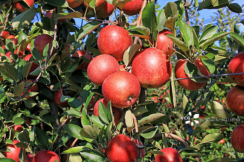 果园里准备采摘的成熟苹果图片素材
