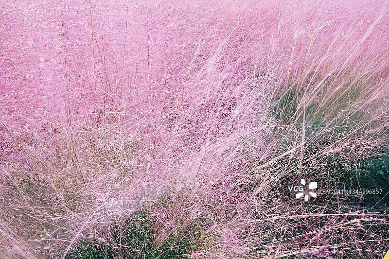 粉嫩的草一块块地生长着图片素材