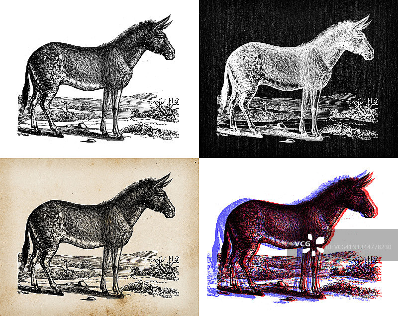 古玩动物插图:野牛、半野牛、亚洲野驴图片素材